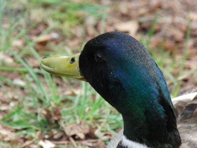 Ente_1