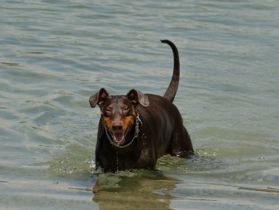 Hund_1